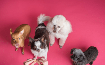 Quels sont les avantages d’une assurance pour chien ?